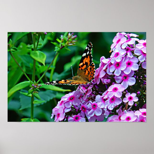 Monarchfalter in Blumen Poster (Vorne)