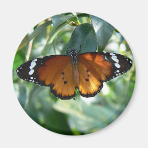 Monarchfalter Magnet