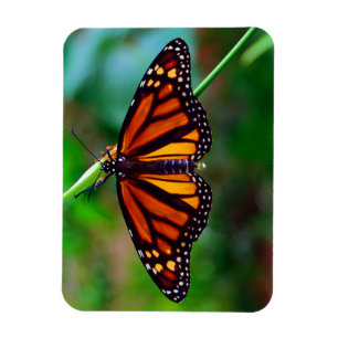 Monarchfalter Magnet