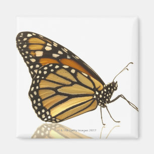 Monarchfalter Magnet