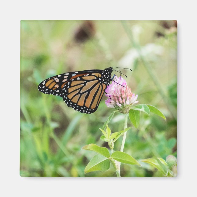 Monarchfalter Magnet (Vorne)