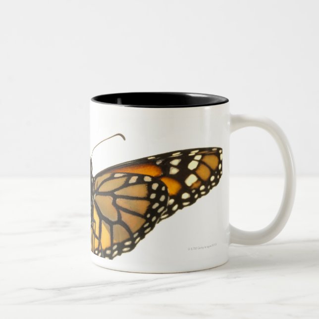 Monarchfalter mit Flügelverbreitung Zweifarbige Tasse (Rechts)
