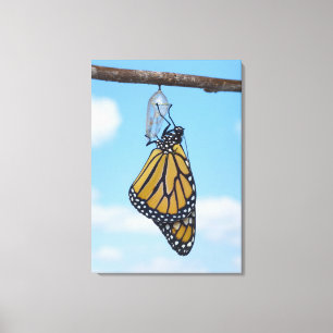 Monarchfalter, mit Puppe Leinwanddruck