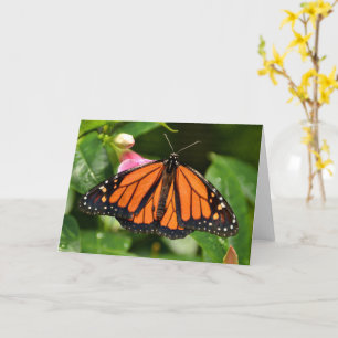 Monarchfalter   Naturfotografie Blank Karte