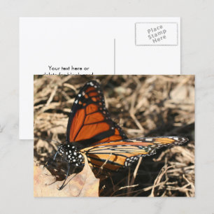Monarchfalter posiert Naturfotografie Postkarte