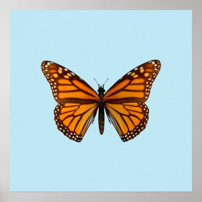 Monarchfalter Poster (Vorne)