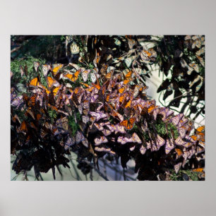 Monarchfalter Poster