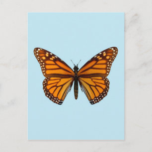 Monarchfalter Postkarte