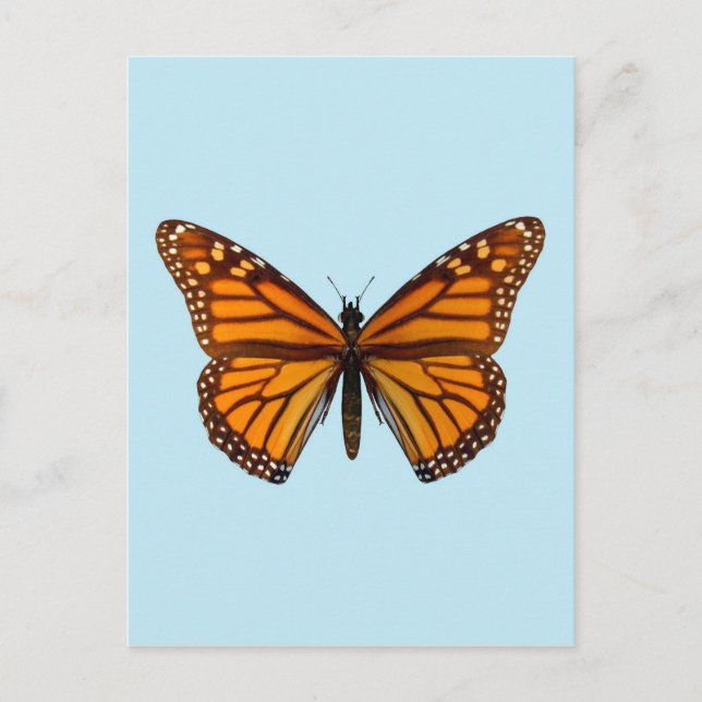 Monarchfalter Postkarte (Vorderseite)