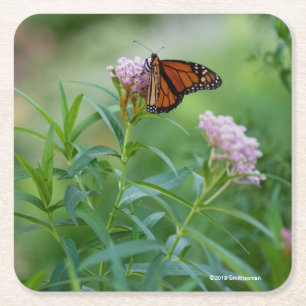 Monarchfalter Rechteckiger Pappuntersetzer