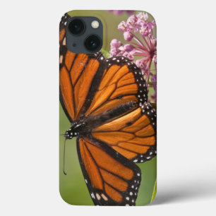 Monarchfaltermann auf SumpfMilkweed iPhone 13 Hülle