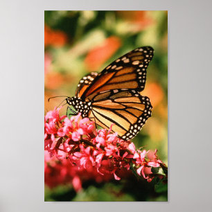 Monarchfalterplakat Poster