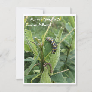 Monarchische Raupe auf der gemeinsamen Milchkweed- Postkarte