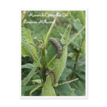 Monarchische Raupe auf der gemeinsamen Milchkweed-