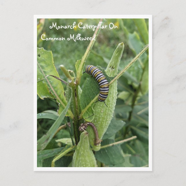 Monarchische Raupe auf der gemeinsamen Milchkweed- Postkarte (Vorderseite)