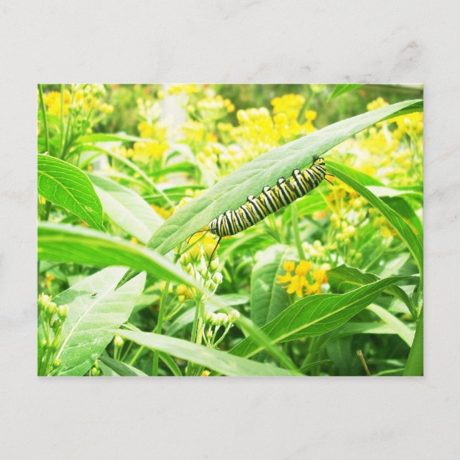 Monarchische Raupe (Danaus plexippus) Postkarte (Vorderseite)