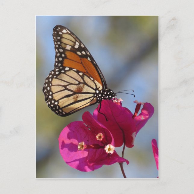 Monarchschmetterling auf Bougainvillea Blüte Postkarte (Vorderseite)