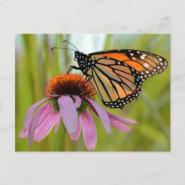 Monarchschmetterling auf dem Lila Foto Postkarte (Vorderseite)
