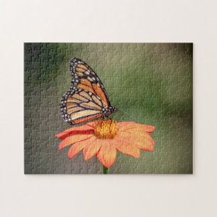 Monarchschmetterling auf einer orangen Blume