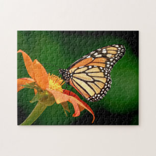 Monarchschmetterling auf einer orangen Blume
