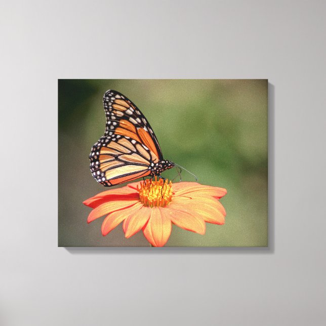 Monarchschmetterling auf einer orangen Blume Leinwanddruck (Vorderseite)