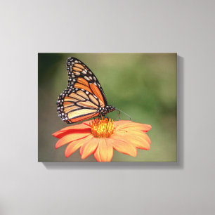 Monarchschmetterling auf einer orangen Blume Leinwanddruck