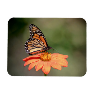 Monarchschmetterling auf einer orangen Blume Magnet