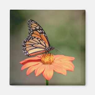 Monarchschmetterling auf einer orangen Blume Magnet