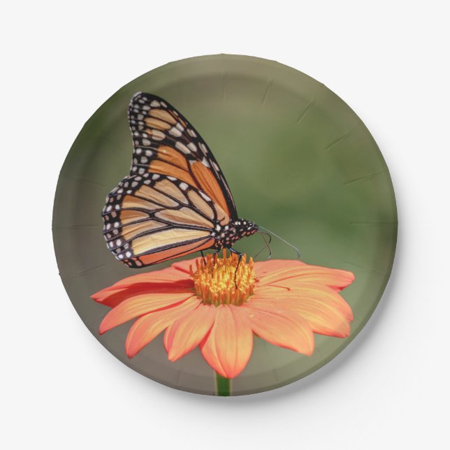 Monarchschmetterling auf einer orangen Blume Pappteller (Vorderseite)
