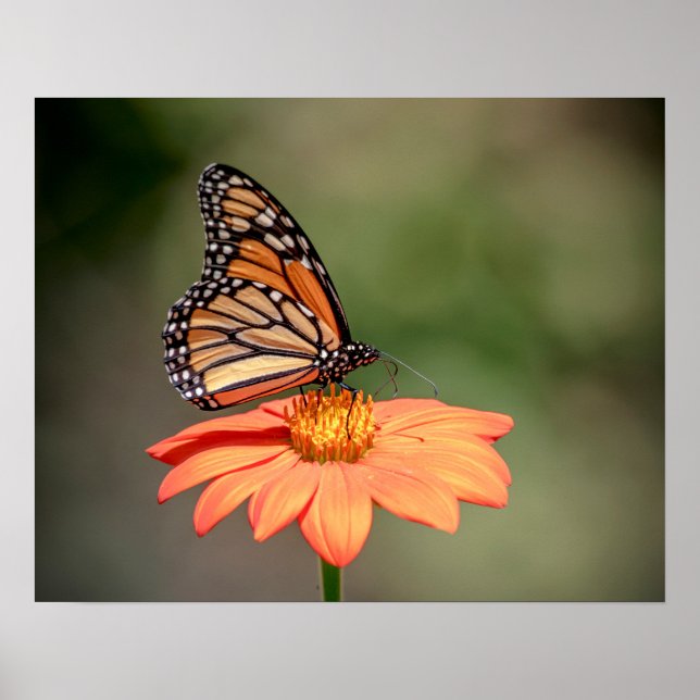 Monarchschmetterling auf einer orangen Blume Poster (Vorne)