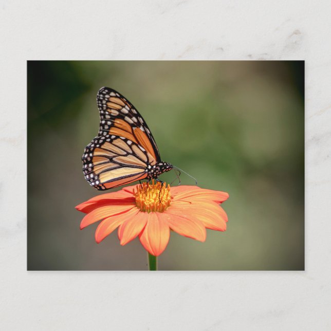 Monarchschmetterling auf einer orangen Blume Postkarte (Vorderseite)