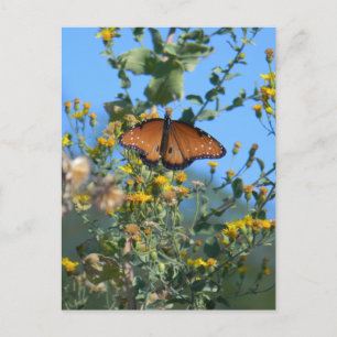 Monarchschmetterling auf gelben Wildblumen Postkarte