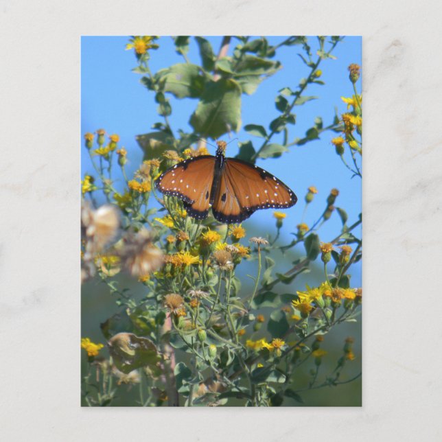 Monarchschmetterling auf gelben Wildblumen Postkarte (Vorderseite)