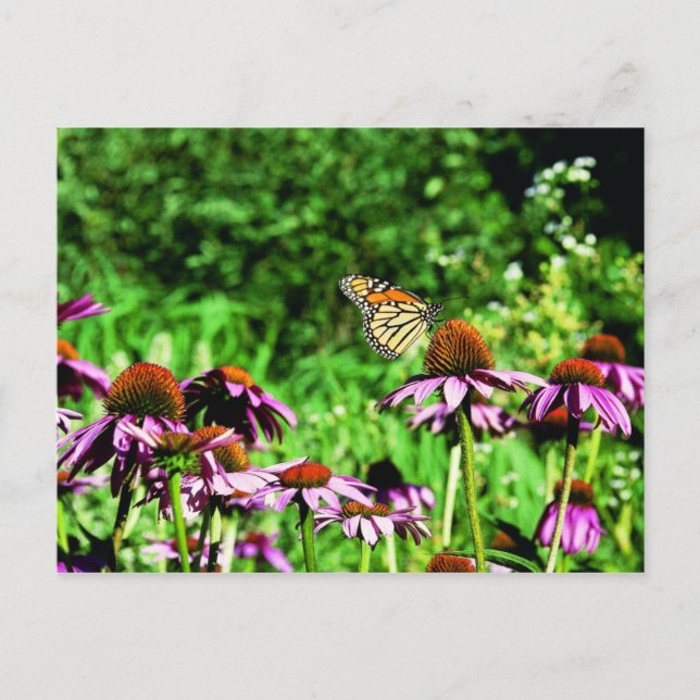 Monarchschmetterling auf lila Präriefefelder Postkarte (Vorderseite)