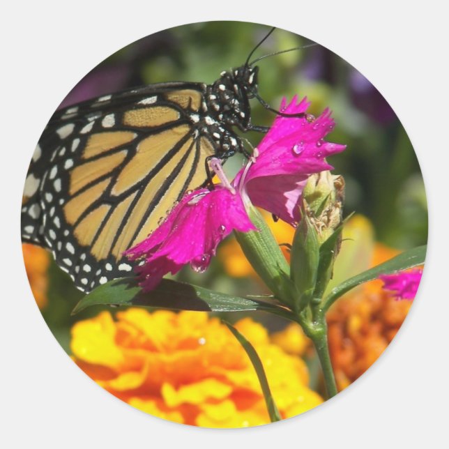 Monarchschmetterling auf rosa Ringelstickerchen Runder Aufkleber (Vorderseite)