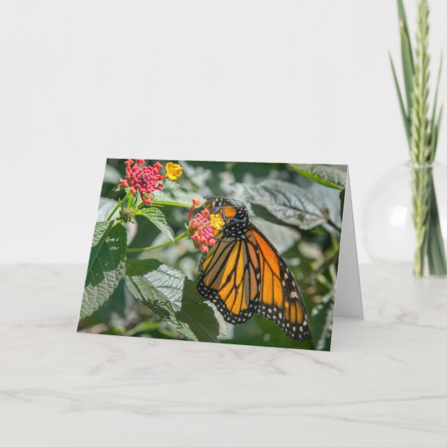 Monarchschmetterling - Blank-Notizkarte Karte (Vorderseite)