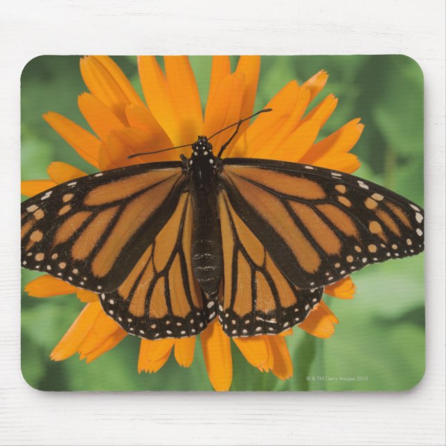 Monarchschmetterling (Danaus plexippus) auf Topf Mousepad (Vorne)