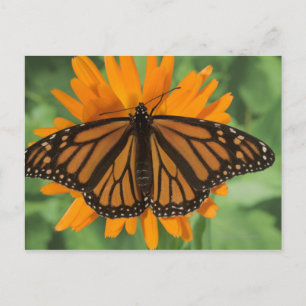 Monarchschmetterling (Danaus plexippus) auf Topf Postkarte