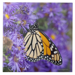 Monarchschmetterling, der auf Asterblumen füttert Fliese
