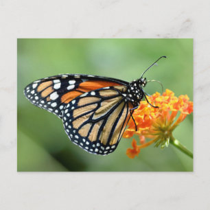 Monarchschmetterling füttre auf Blume Postkarte