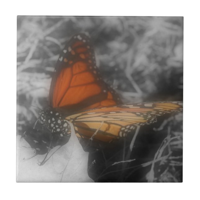 Monarchschmetterling in Schwarz-Weiß-Natur Fliese (Vorderseite)