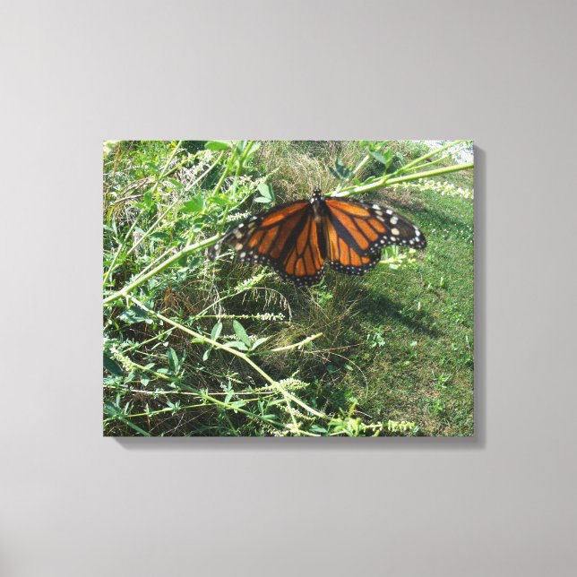 Monarchschmetterling Leinwanddruck (Vorderseite)