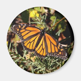 Monarchschmetterling Magnet