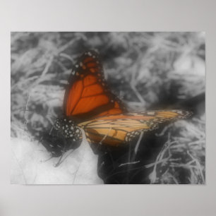 Monarchschmetterling mit teilweise farbiger Natur Poster