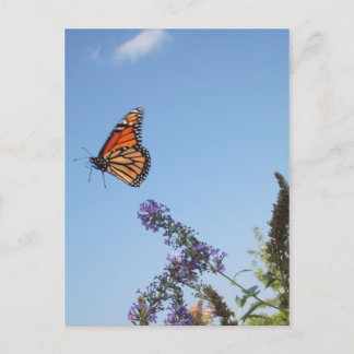 Monarchschmetterling Postkarte