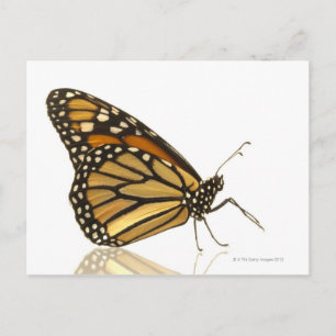 Monarchschmetterling Postkarte