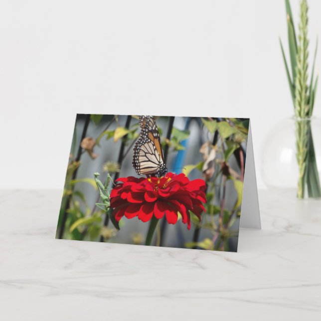 Monarchschmetterling und Gebet Mantis über Rotes Z Karte (Vorderseite)