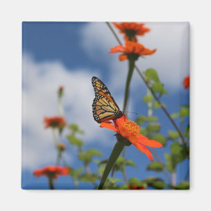 Monarchschmetterlingmagnet Magnet