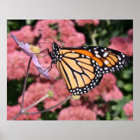 Monarque Papillon I Poster
