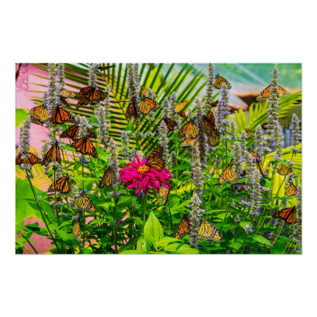 Monarque Papillons Glossy Poster 28 x 18,67" (Devant)